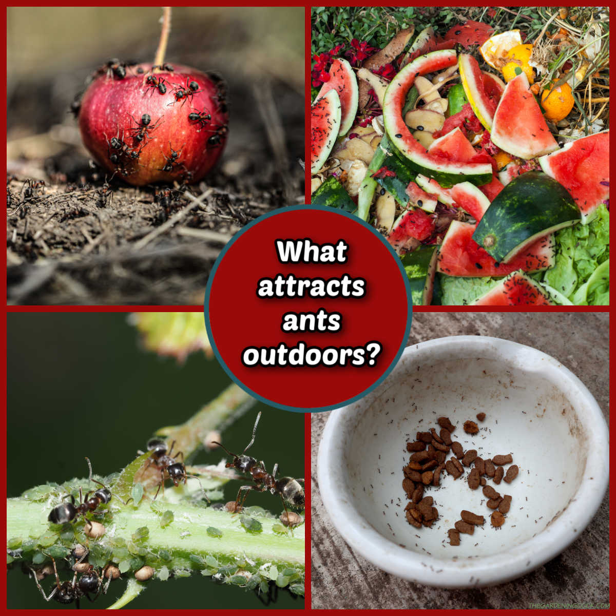 Pictures of things that attract ants outdoors.