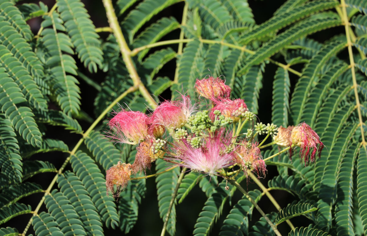 Fern-like leaves and flowers of a mimosa tree.