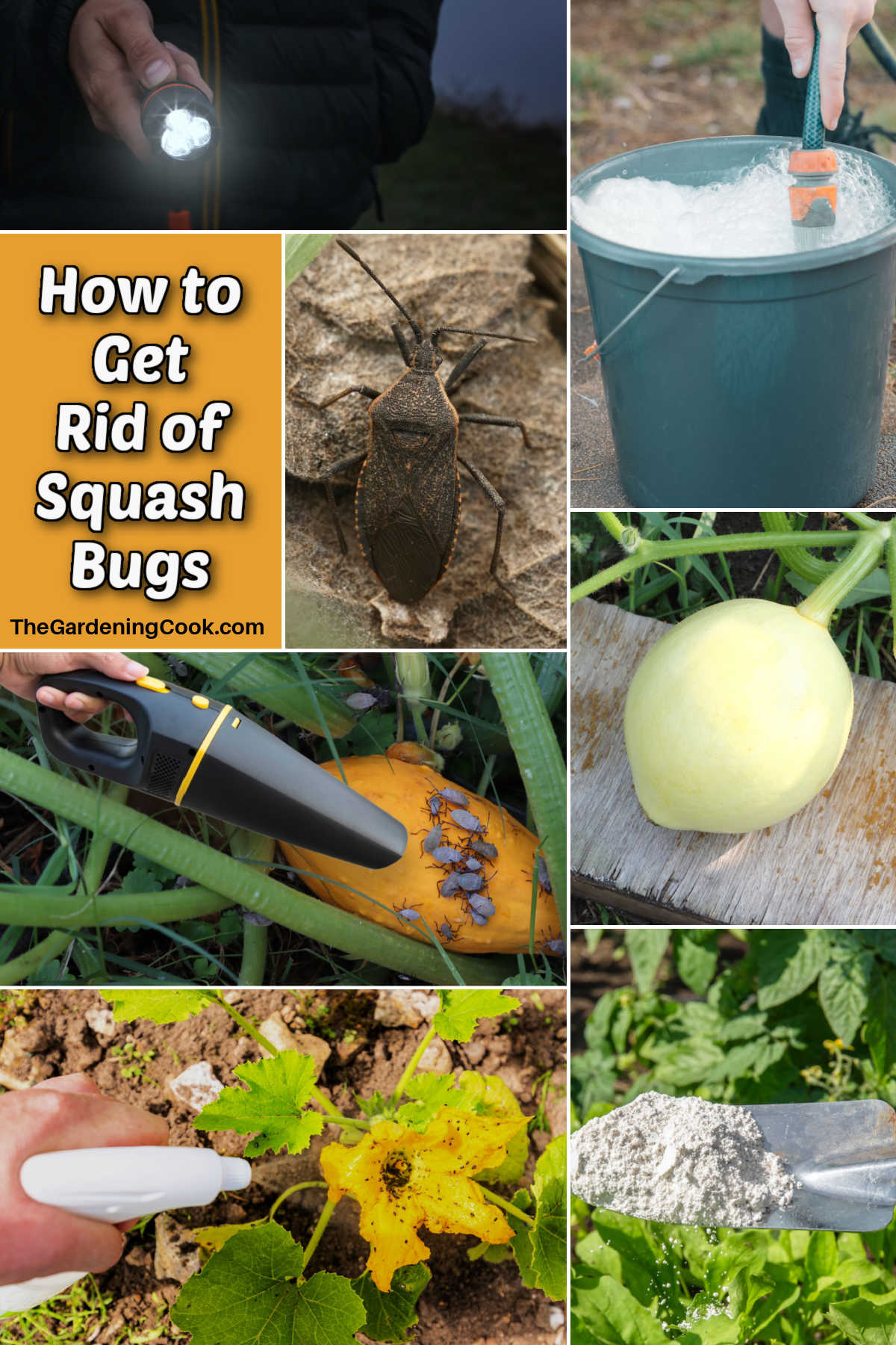 Picture of an adult squash bug and techniques for getting rid of them in your garden.