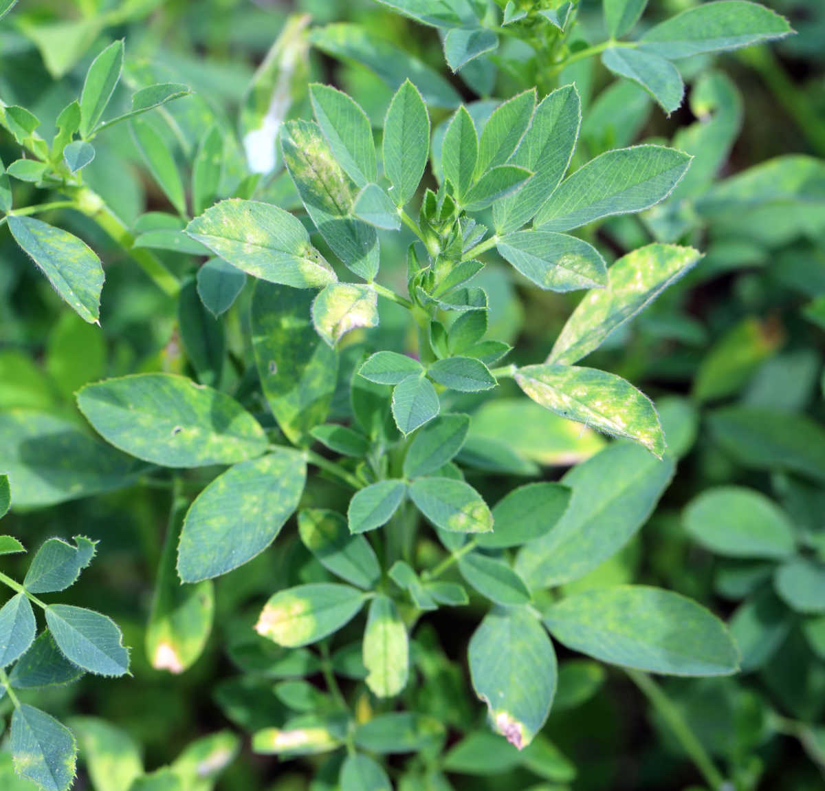 Alfalfa leaves in the sunshine.