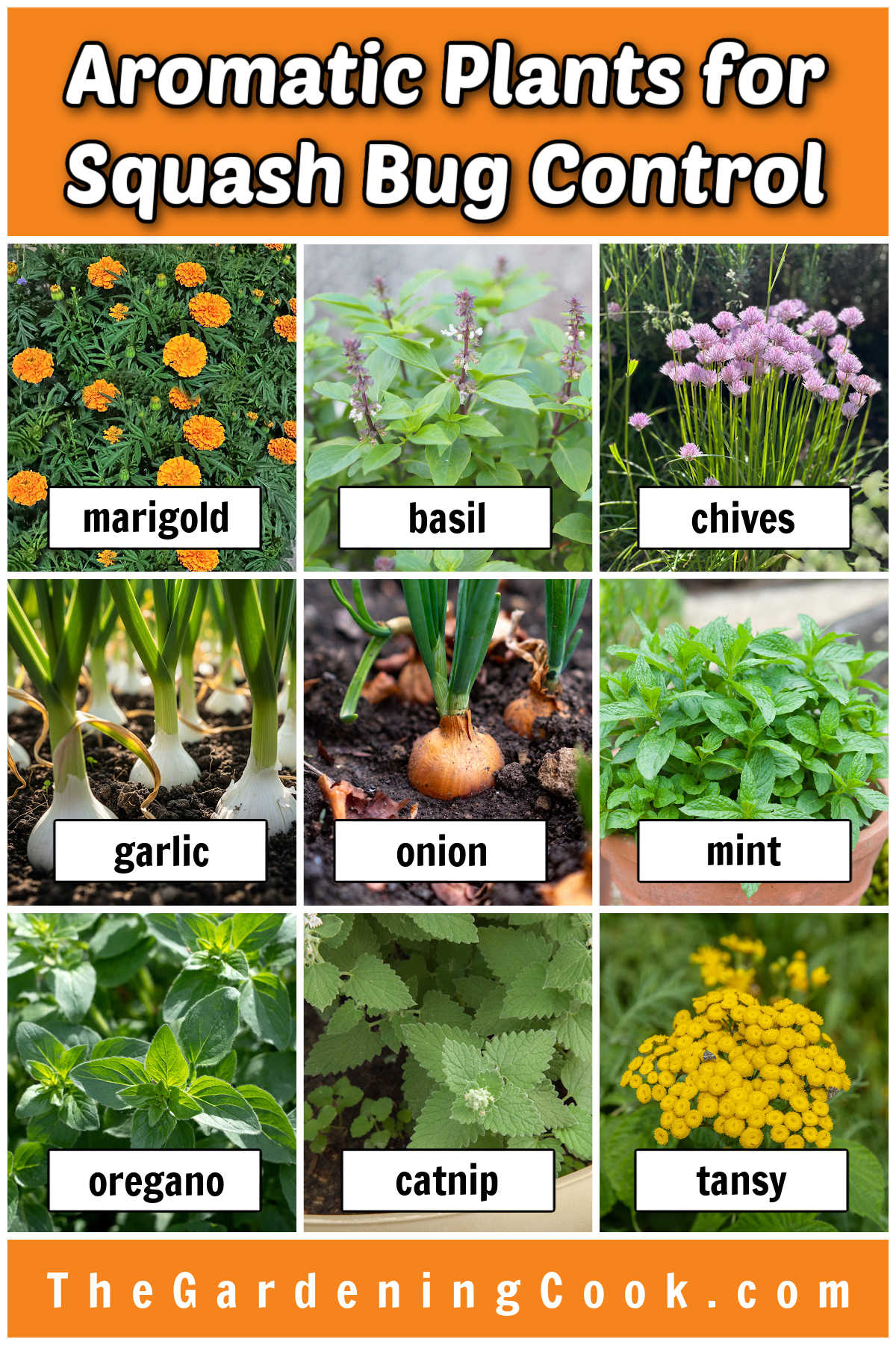 Aromatic Plants to Help with Squash Bug Control Pictures of aromatic plants for squash bug control, including marigold, basil, chives, garlic, onion, mint, oregano, catnip and tansy.