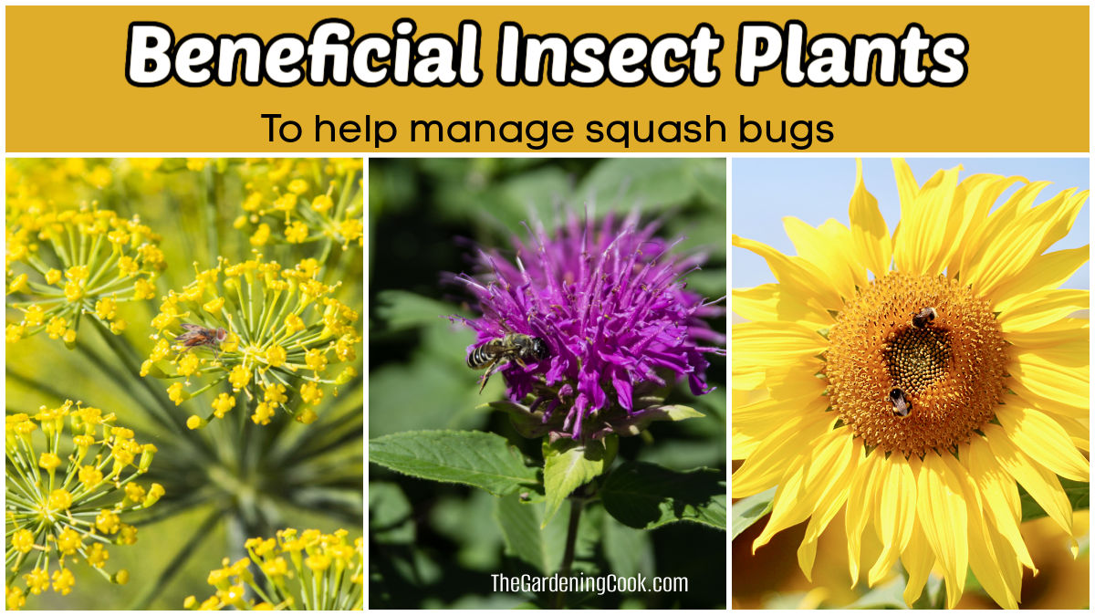 Beneficial insect plants to help manage squash bugs, including dill, bee balm, and sunflowers.
