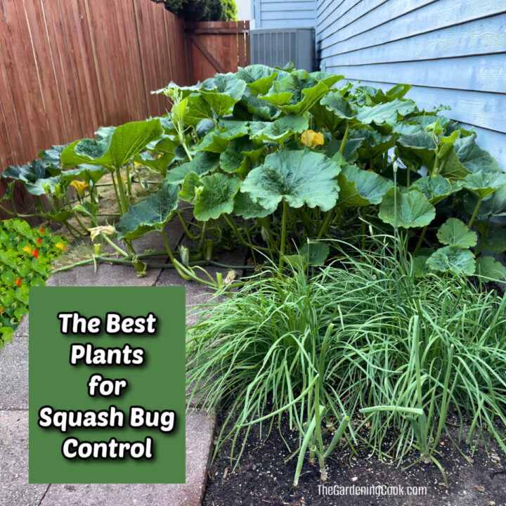 Squash in a garden planted with garlic and nasturtiums to help with squash bug control.