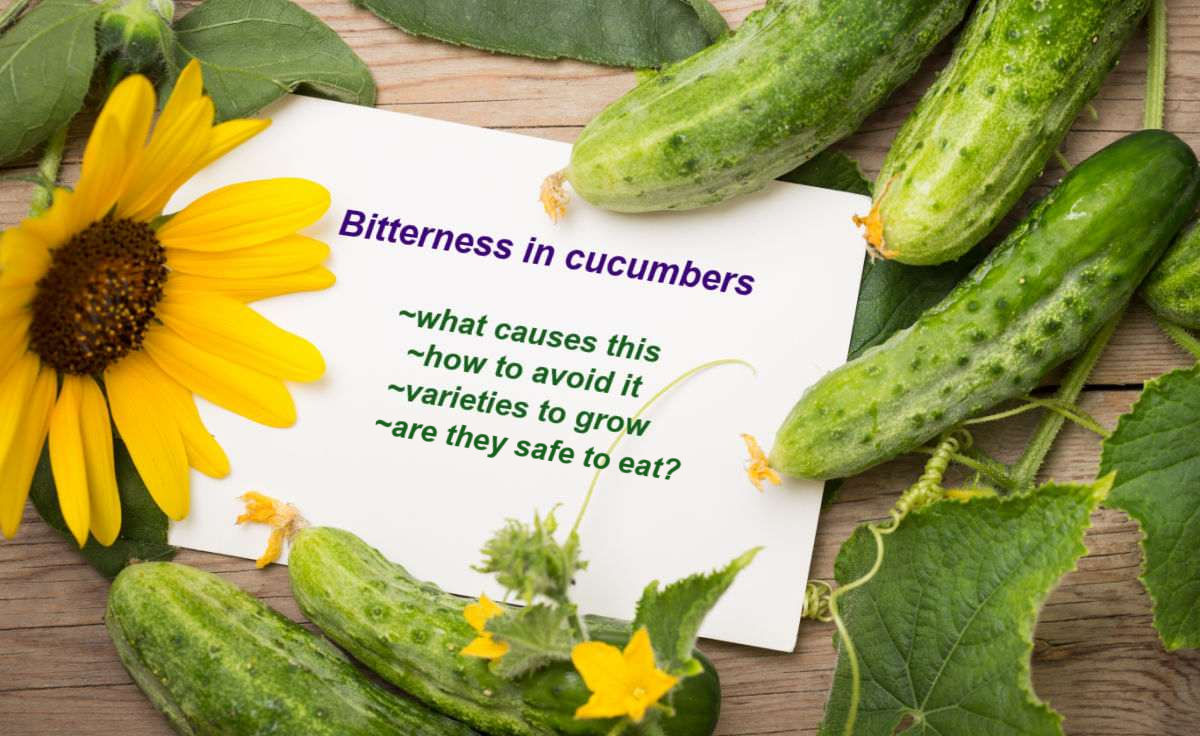 Bitterness in cucumbers, what causes this, how to avoid it, varieties to grow, are they safe to eat?