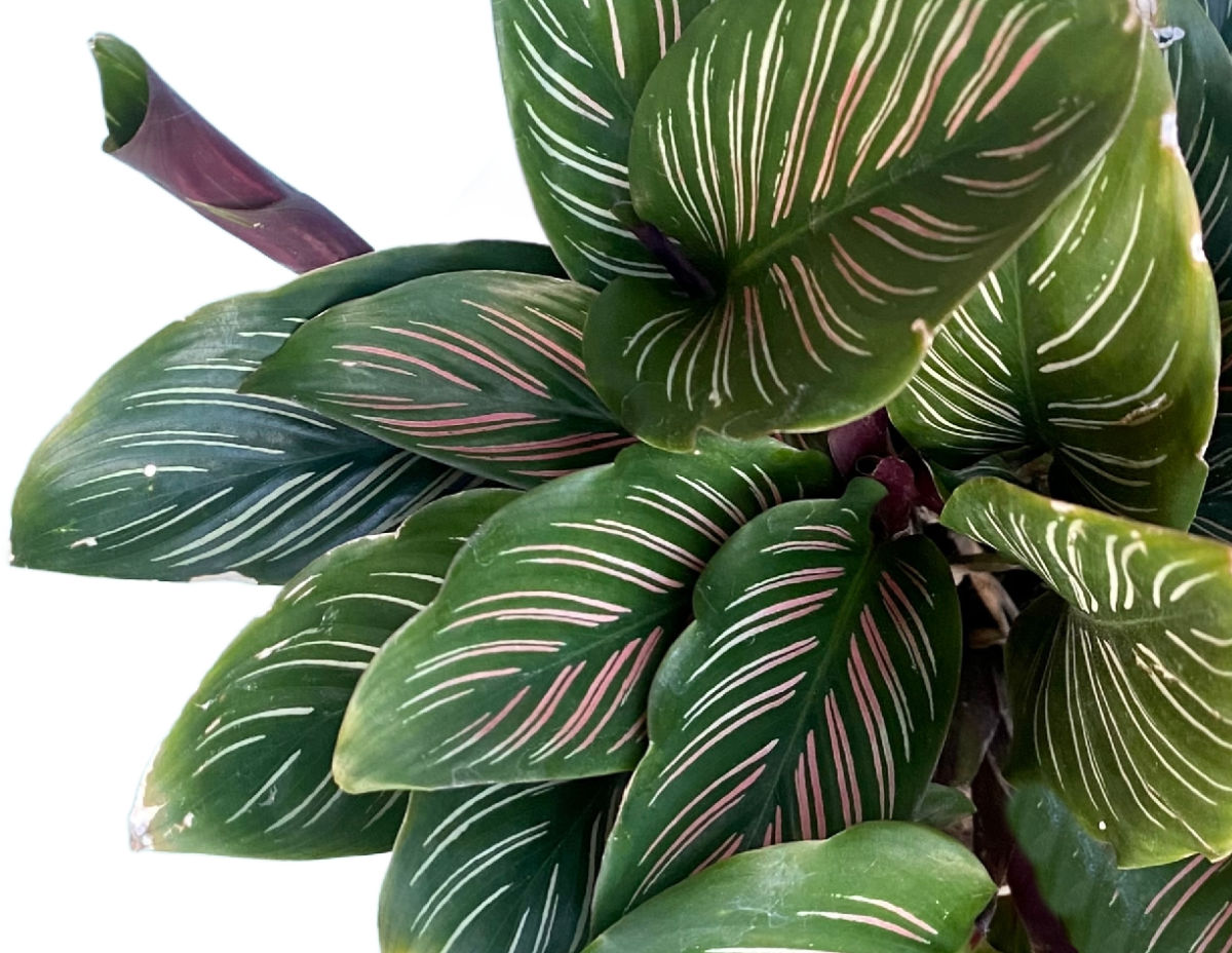 Striped leaves of a calathea plant.
