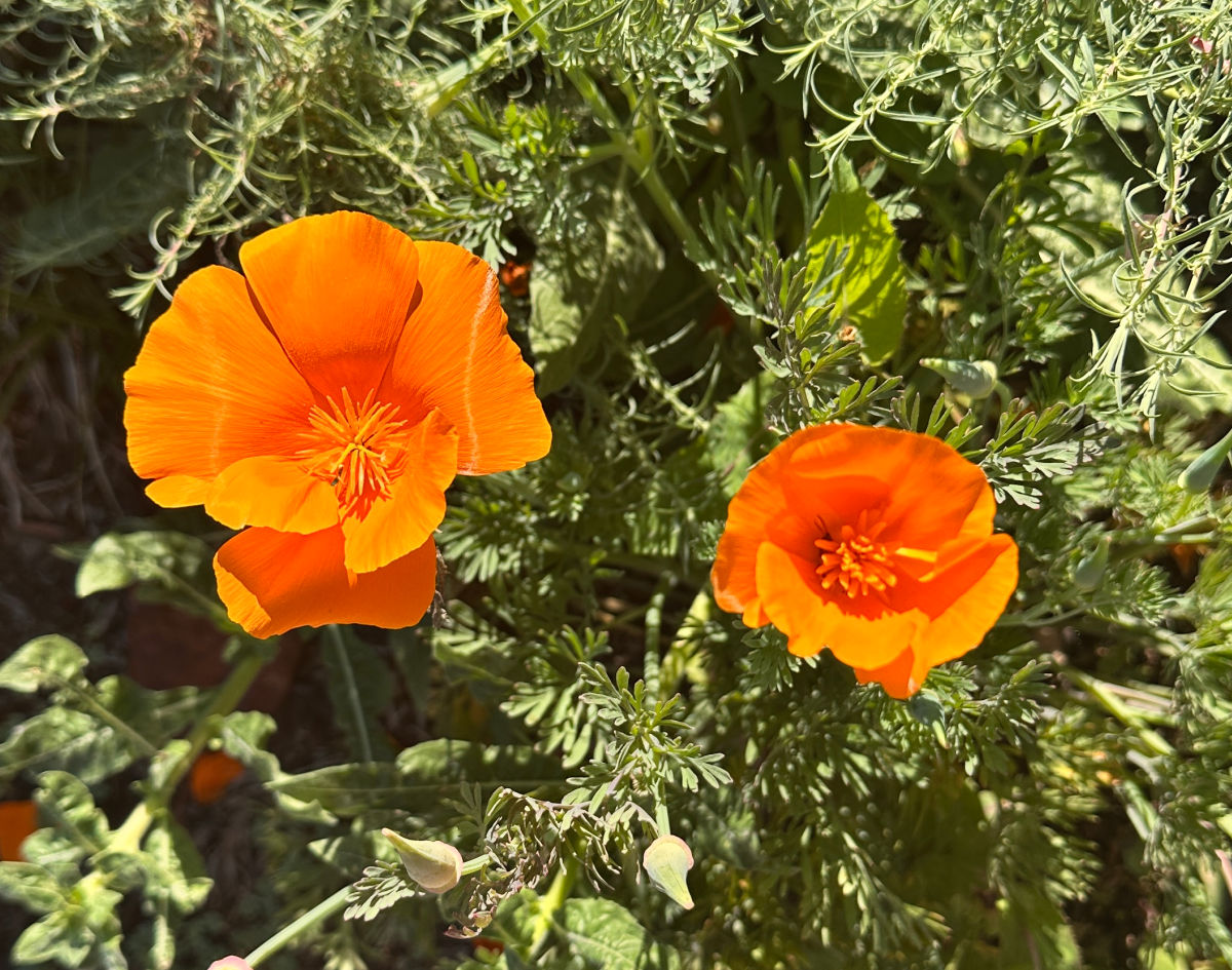 Orange California poppy flowers.