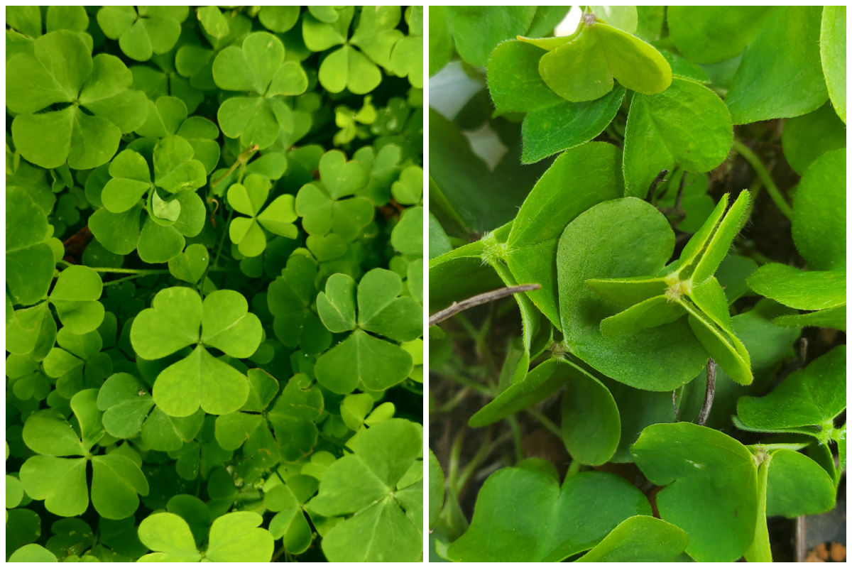Two pictures of clover leaves, showing open and closed leaflets.