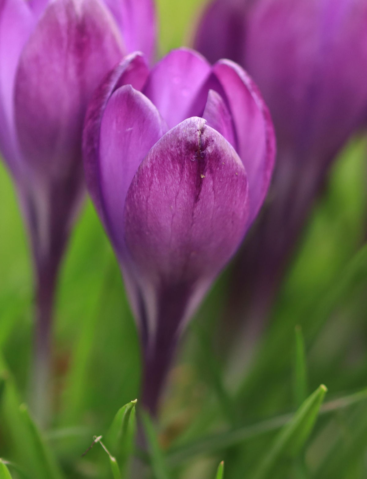 Crocus flowers in bloom.