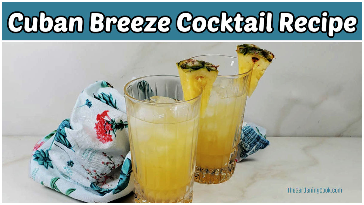 A Cuban Breeze cocktail recipe in two highball glasses.