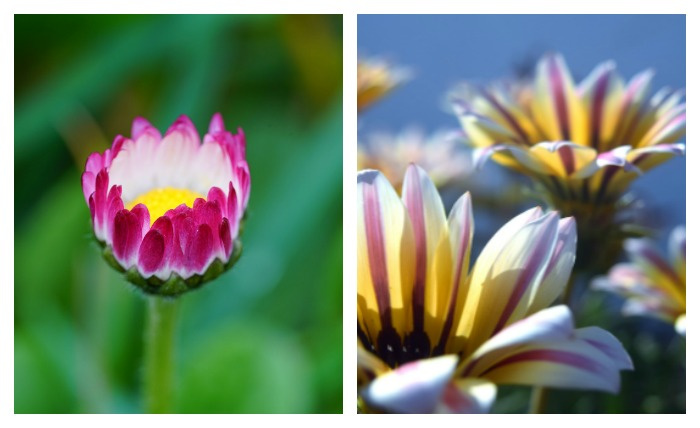Daisy and gazania flowers.