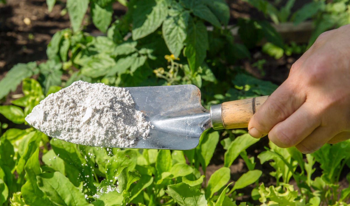 Sprinkling diatomaceous earth for squash bugs in a garden.