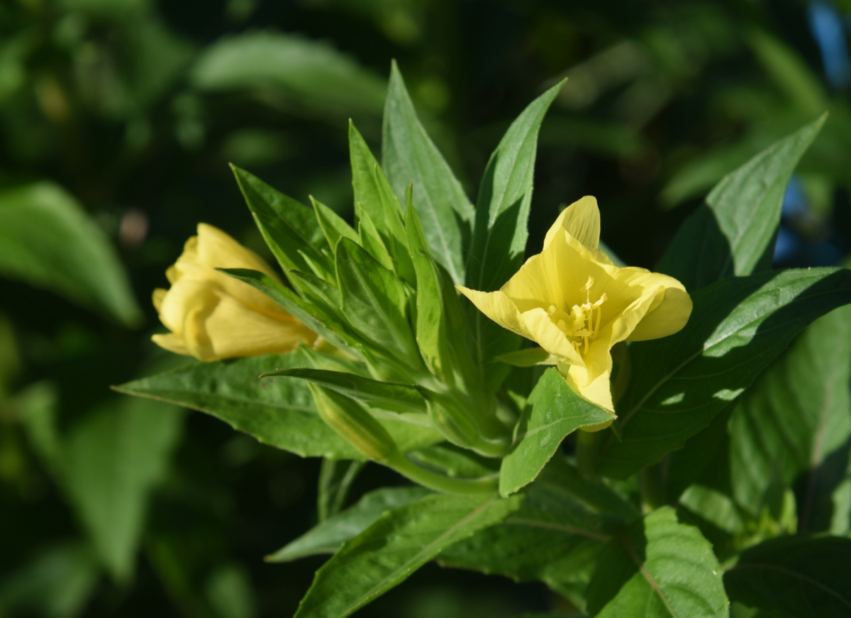 Yellow evening primrose flowers.