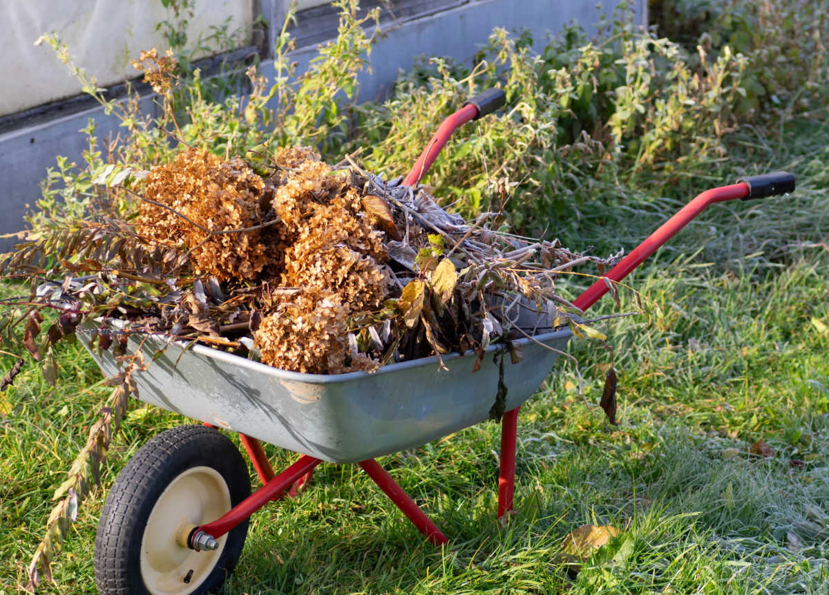 Garden debris in a wheelbarrow in fall to remove overwintering habitats for bugs.