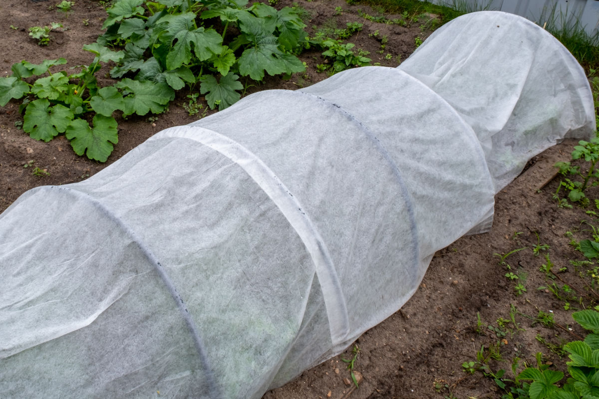 Floating row covers to help prevent squash bugs.