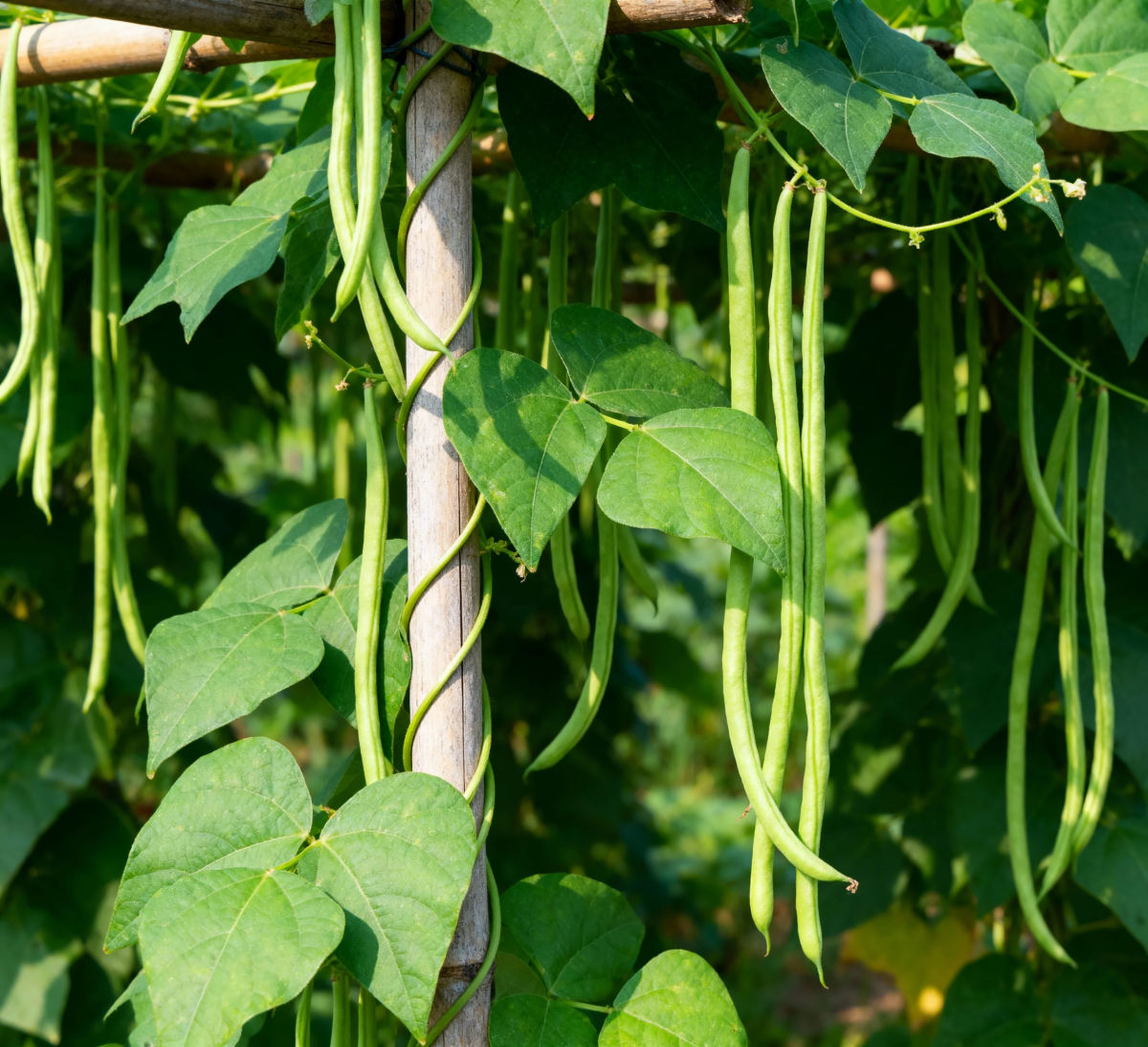 Green bean plants and beans.
