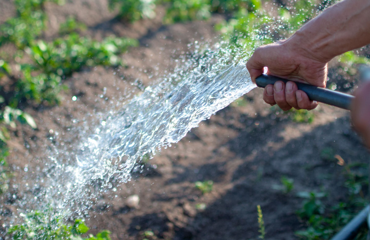 A man using a hose to flush plants with water to dislodge squash bugs.