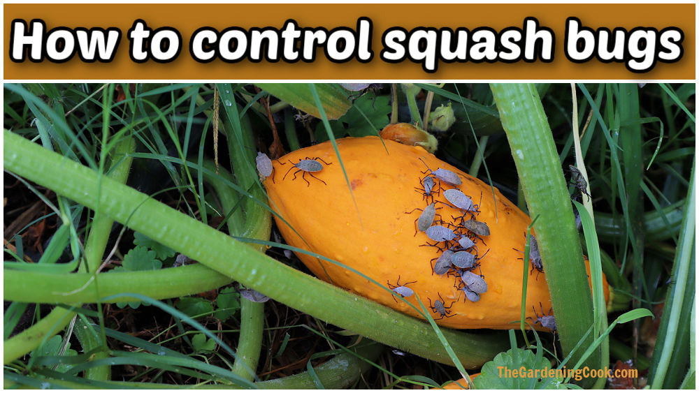 Squash plant with squash bug nymphs on it. Text reads How to control squash bugs.