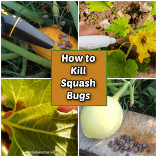 A collage showing how to kill squash bugs including vacuuming, neem oil, manual inspection and trap board.