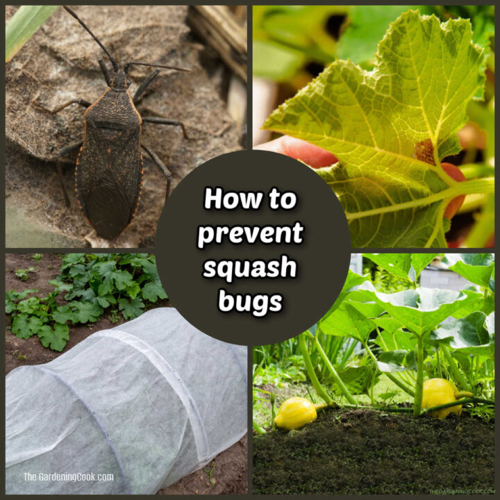 Squash Bug Prevention Checklist