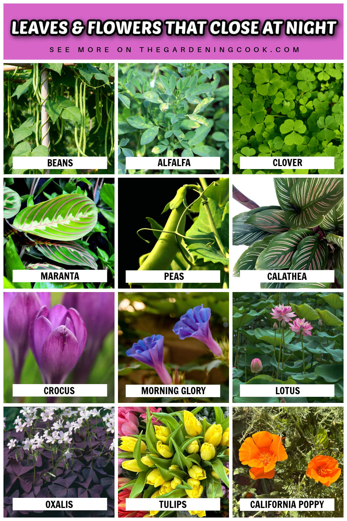 Pictures of leaves and flowers that close at night including beans, alfalfa, clover, maranta, peas, calathea, crocus, morning glory, lotus, oxalis, tulips and California poppy.
