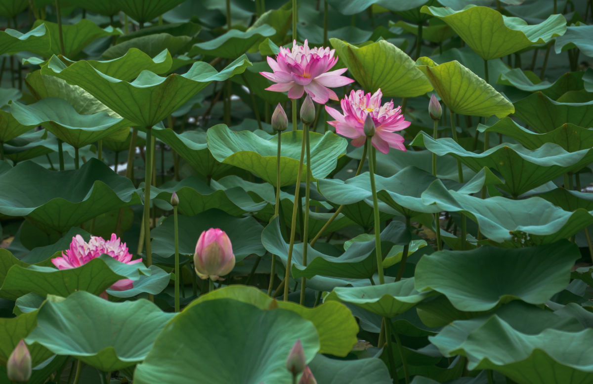 Lotus flowers and leaves.