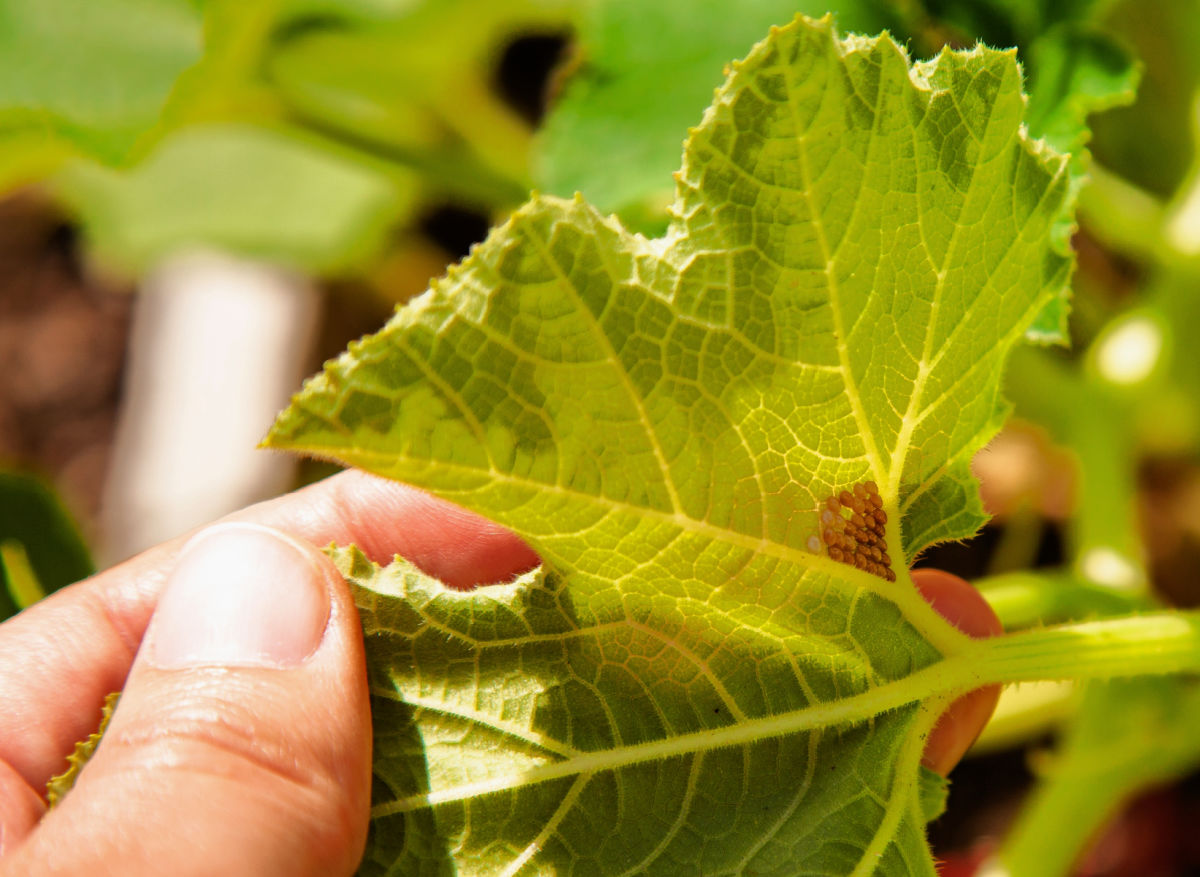 Person monitoring a plant for squash bugs.