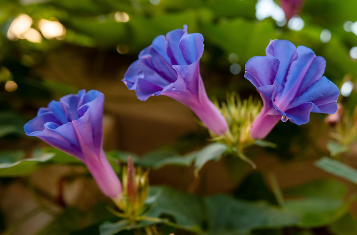 Morning glory flowers opening at dawn.