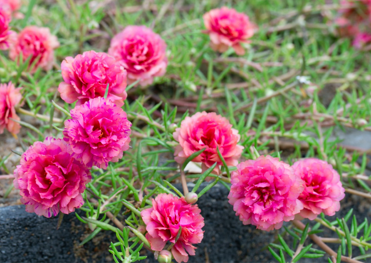 Pink moss rose flowers.