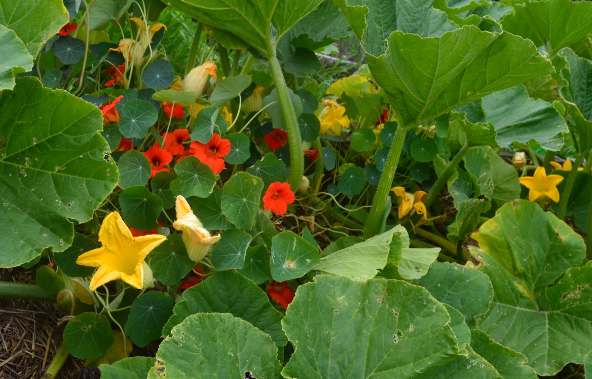 Nasturtiums planted near squash to act as a trap crop for squash bugs.