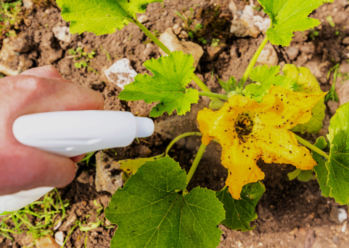 Hand spraying squash plants with neem oil.