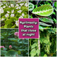 Nyctinasty: plants that close their leaves at night is featured in oxalis, maranta, lotus, and bean plants.