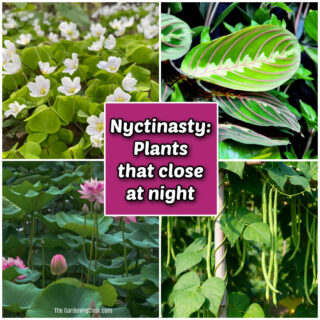 Nyctinasty: plants that close their leaves at night is featured in oxalis, maranta, lotus, and bean plants.