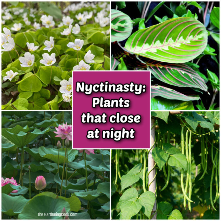 Nyctinasty: plants that close their leaves at night is featured in oxalis, maranta, lotus, and bean plants.