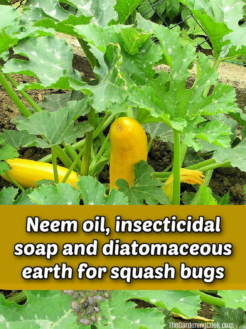 Squash bugs on a yellow squash with words Neem oil, insecticidal soap and diatomaceous earth for squash bugs.
