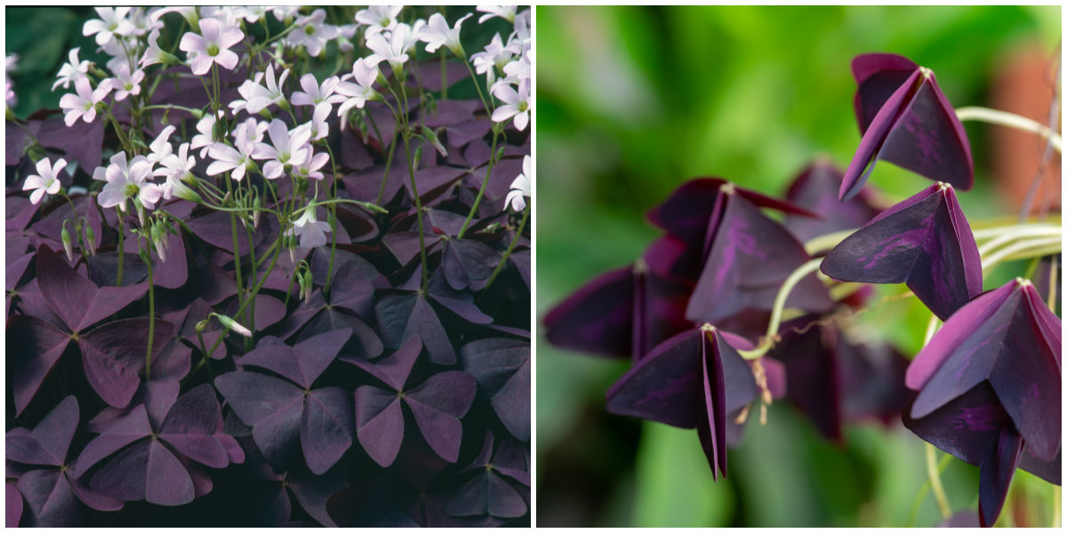 Purple oxalis leaves with white flowers, open in daylight, and folded closed at night time.