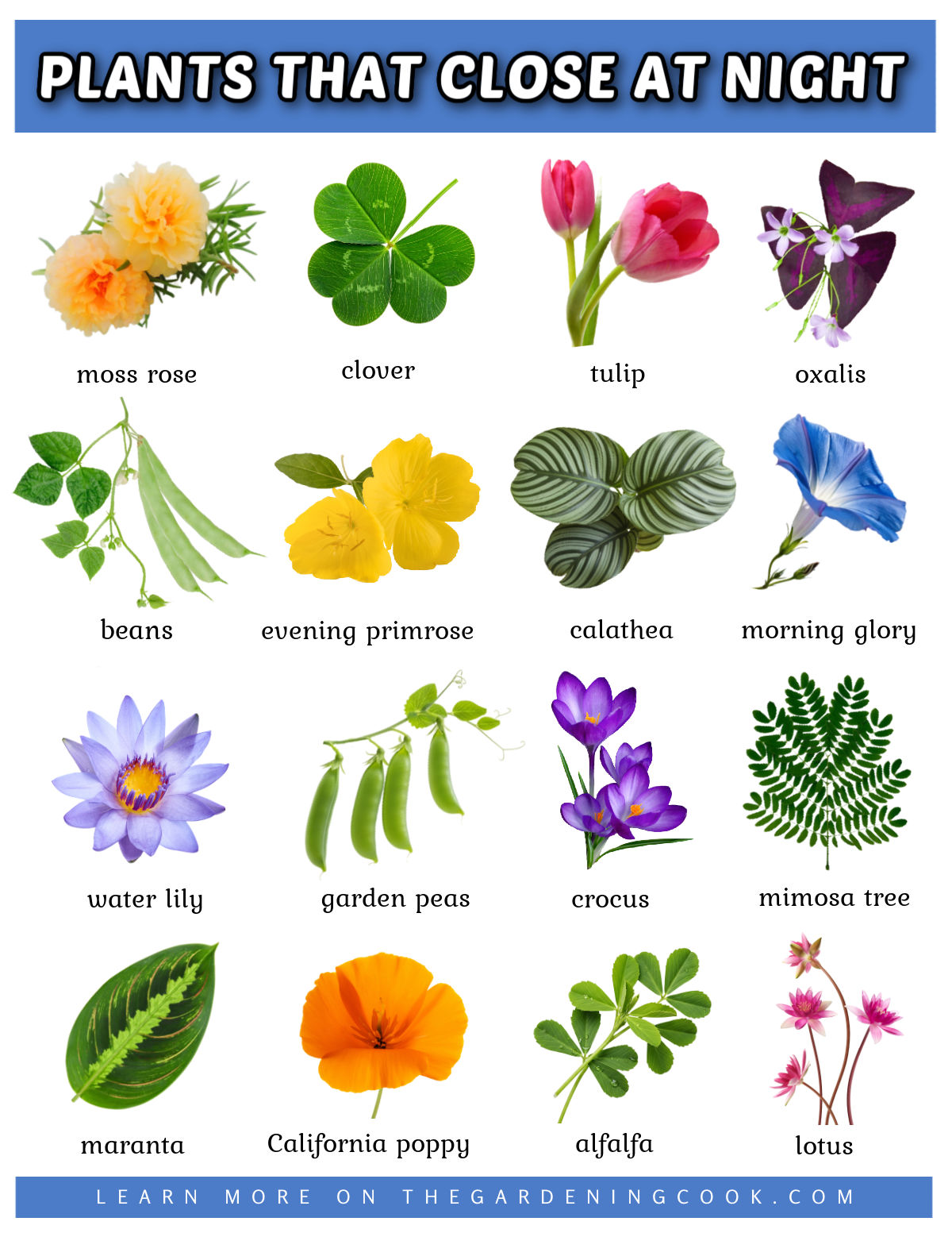 A printable in high-definition JPG format showing pictures of plants that close at night, either with their leaves or flowers.