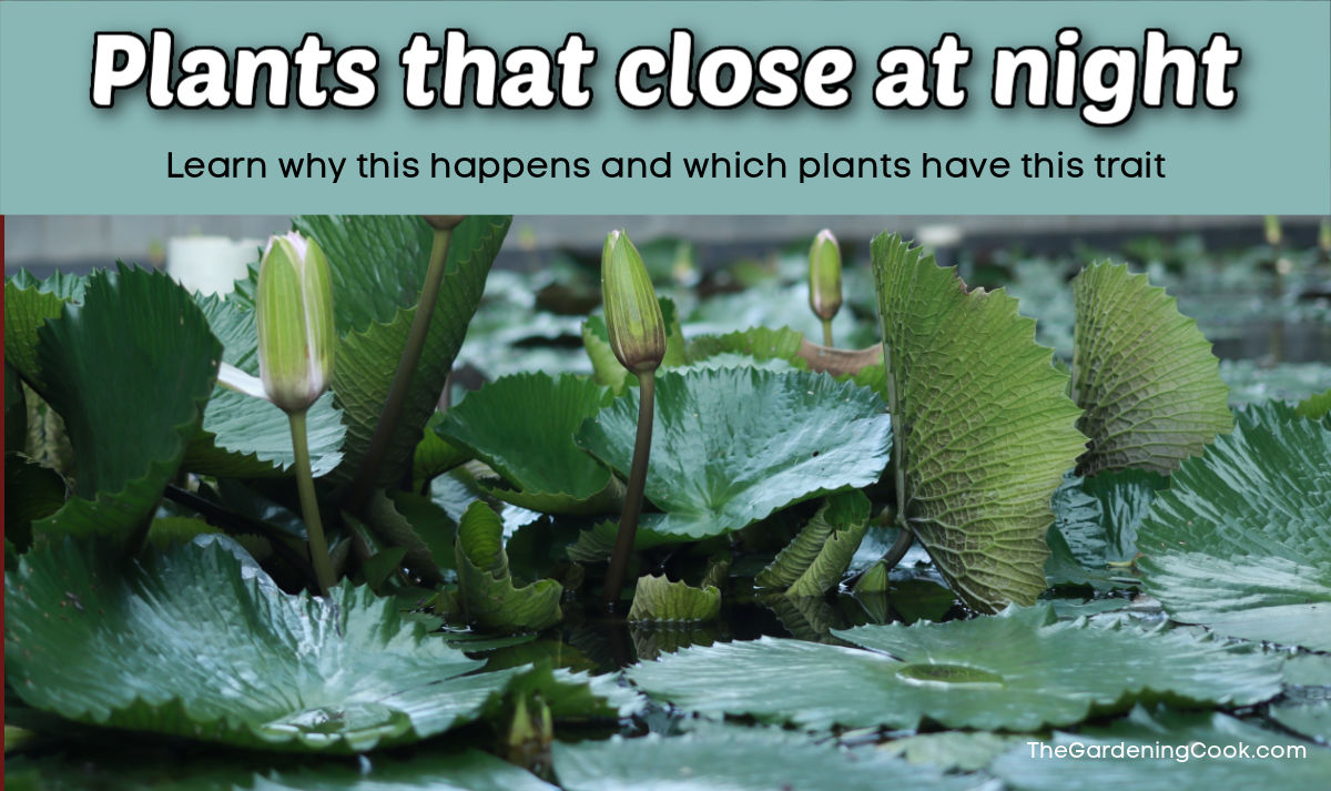 Lotus flowers closed with words that read Plants that close at night.