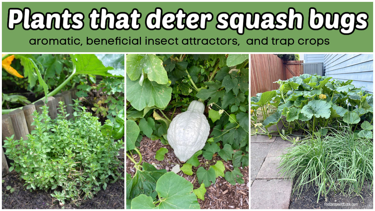 Plants that deter squash bugs such as basil, Blue Hubbard squash, nasturtiums and chives.