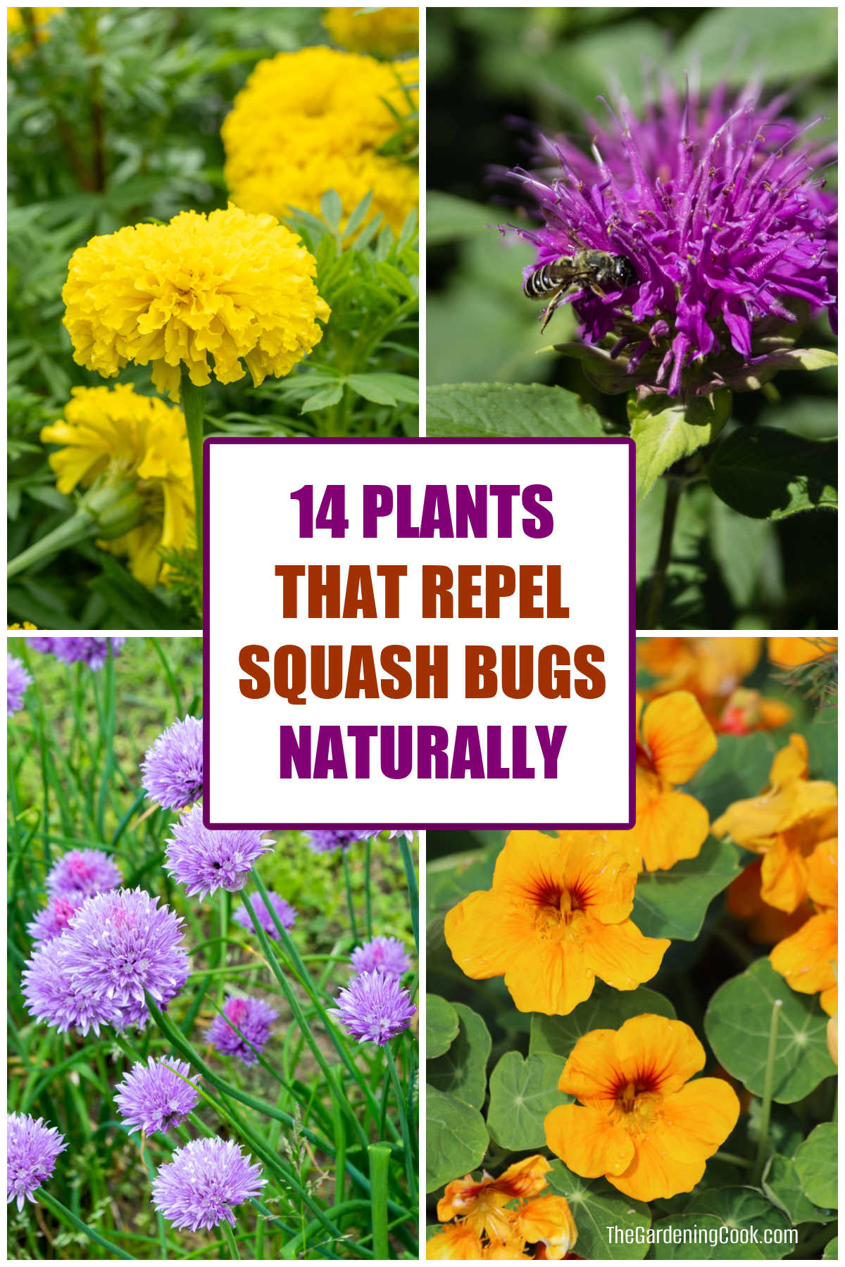 14 Plants that Repel Squash Bugs Naturally PLants that repel squash bugs naturally, including marigolds, bee balm, chives and nasturtiums.