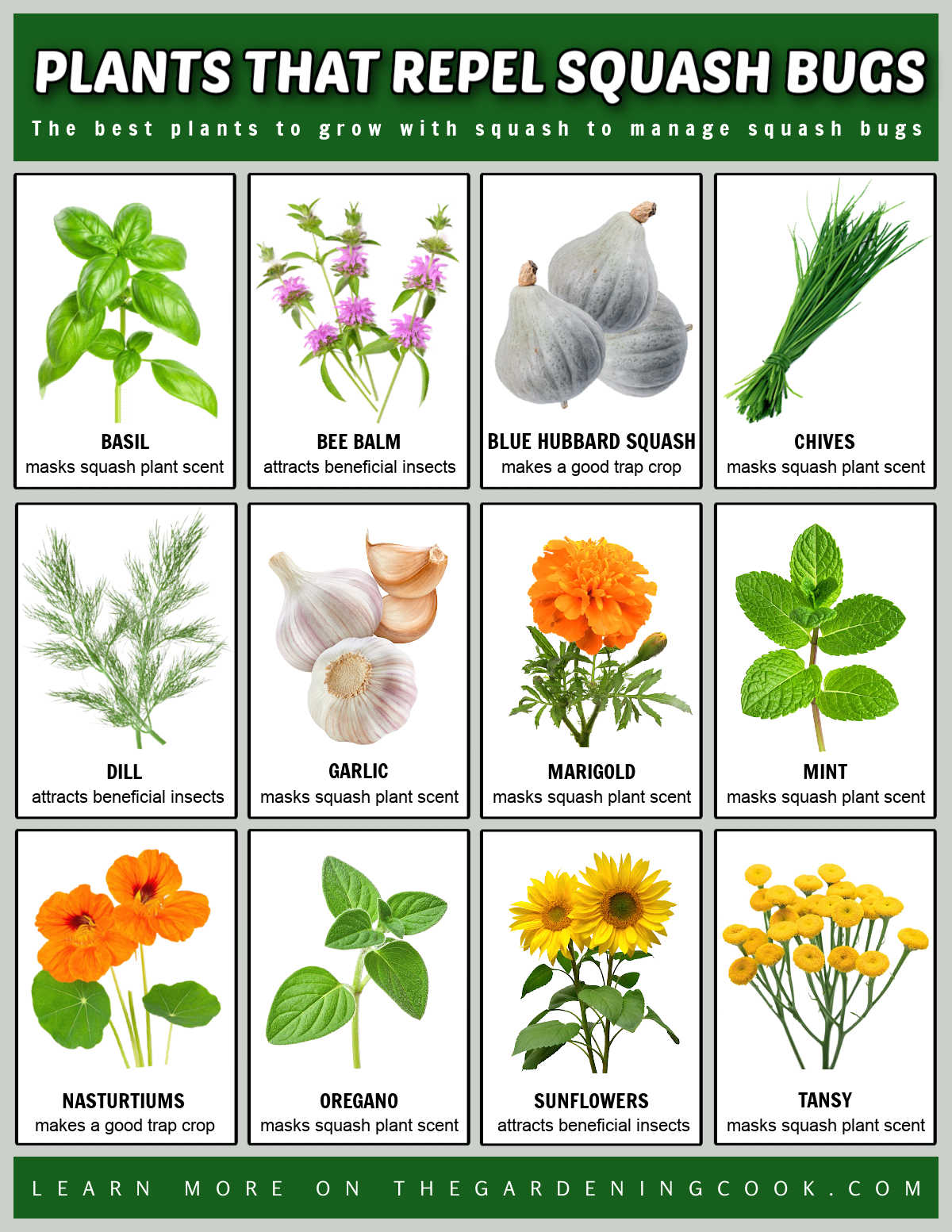 Get a List of Plant that Repel Squash Bugs A printable showing pictures and names of various plants that repel squash bugs by scent masking, attracting beneficial insects and acting as trap crops.