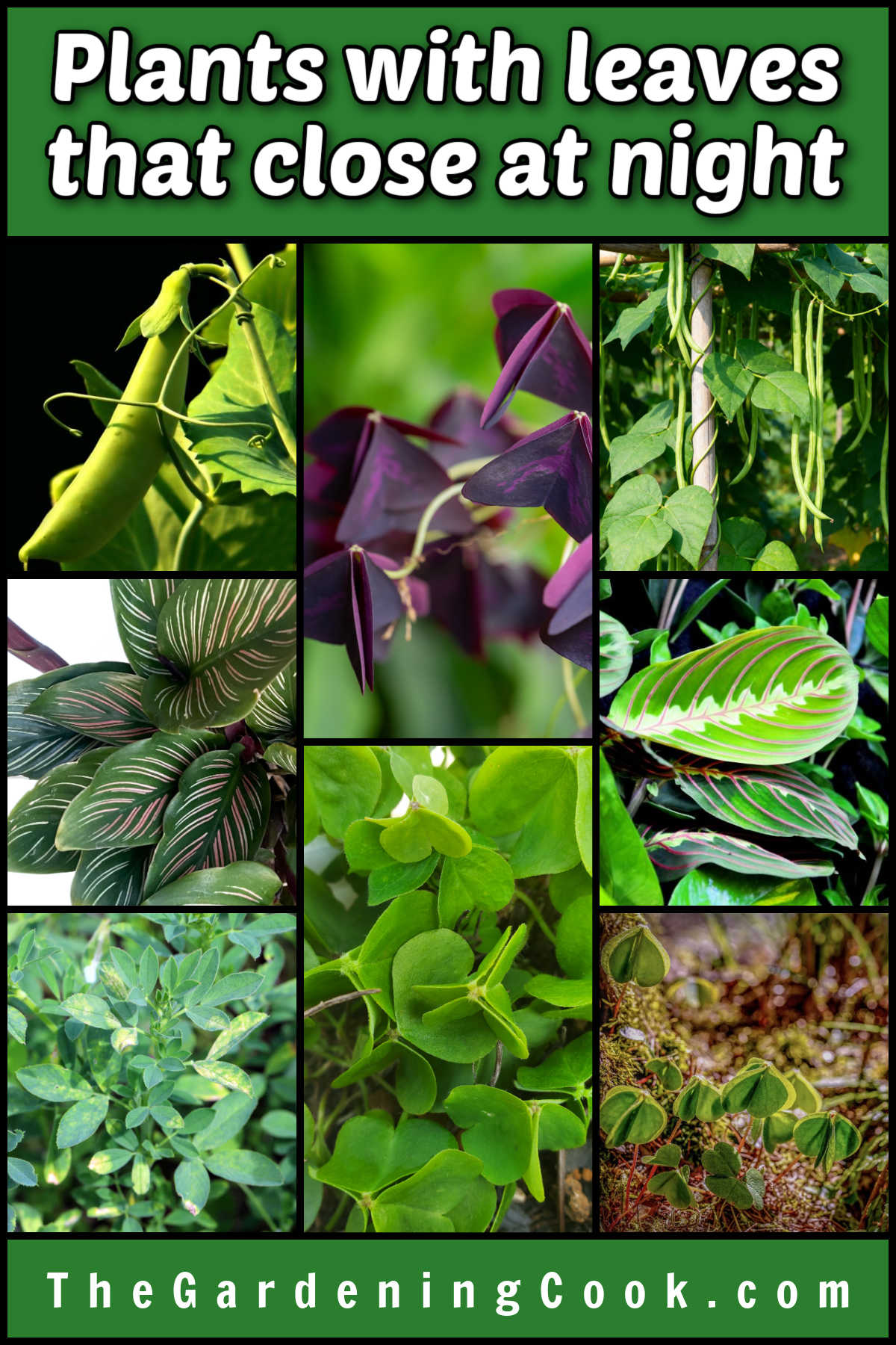 Plants with leaves which fold at night include peas, oxalis, beans, calathea, maranta, alfalfa, and clover.