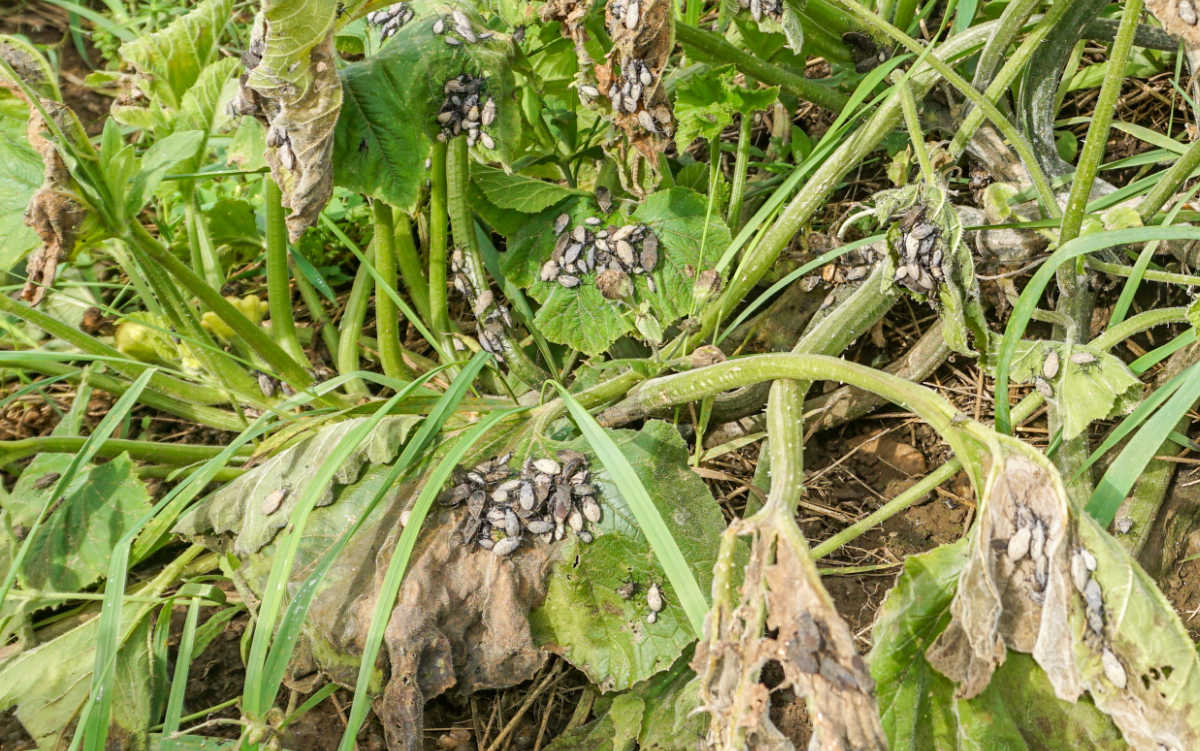 A severe squash bug infestation causing significant damage to the leaves and vines.