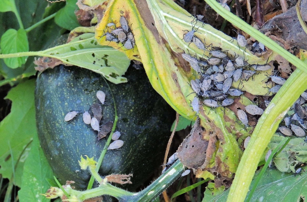 A picture of the damage done by squash bugs in the garden.