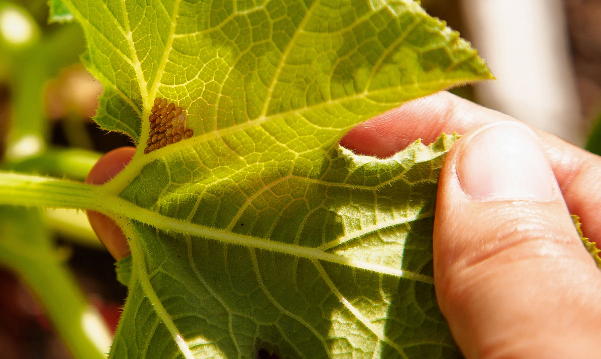 A man inspecting a squash plant to see if squash bug eggs are present.