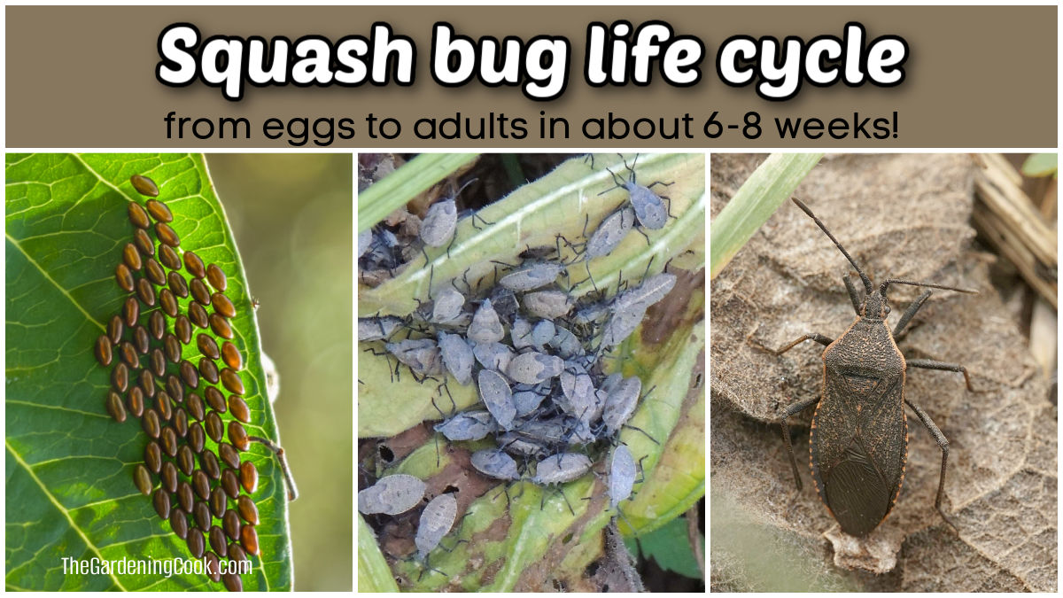Photos of the squash bug life cycle in 6-8 weeks.