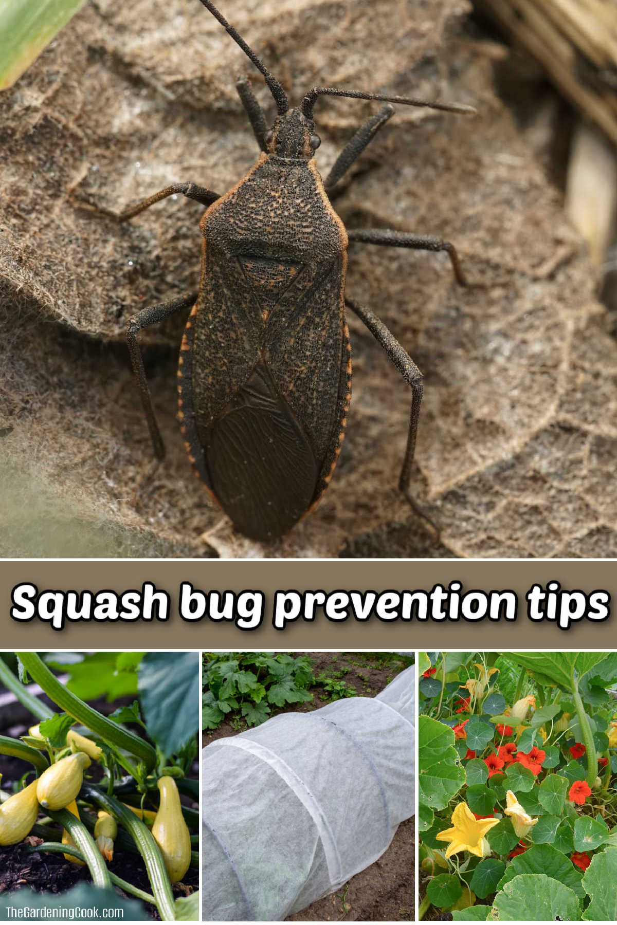 Pictures of a squash bug, crookneck squash, row covers and nasturtiums. Words read Squash bug prevention tips.