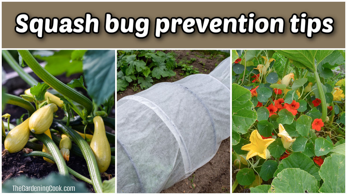 Pictures of crookneck squash, row covers, and nasturtiums. Text reads Squash bug prevention tips.