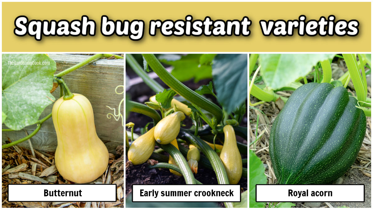 Squash bug resistant varieties of squash include butternup, early summer crookneck and Royal acorn.
