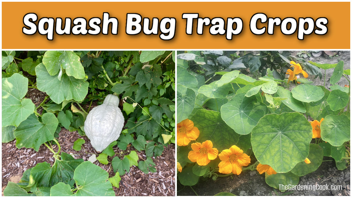 Squash bug trop crops include Blue Hubbard squash and nasturtiums.