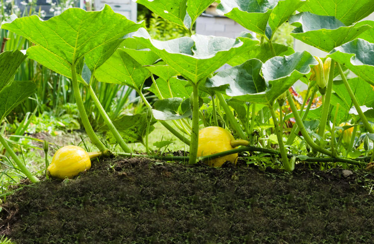 Squash plant growing with no mulch near the crown.